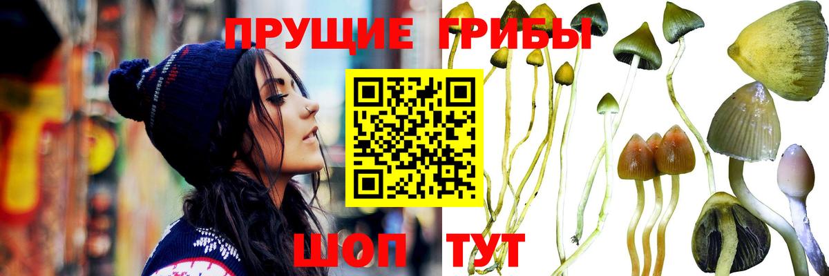 Галлюциногенные грибы MAGIC MUSHROOMS  Вход с VPN  купить наркотик  Знаменск 
